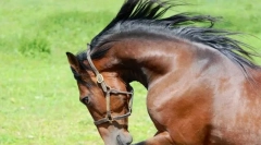 Ameriški trot horse